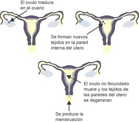 Blog de 4ª A: Cómo ocurre la menstruación