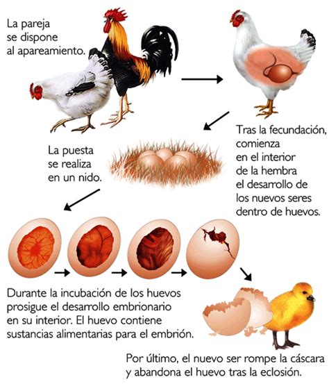 Blog de Arinda: BIOLOGÍA EN LA ESCUELA   LA REPRODUCCIÓN ...