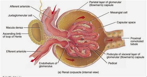 Blog del Internista: Resumenes de Nefrología   El glomérulo