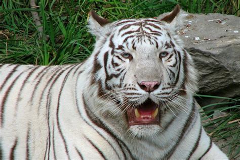 Blog do Edu Ambiental: Tigre siberiano e Tigre branco