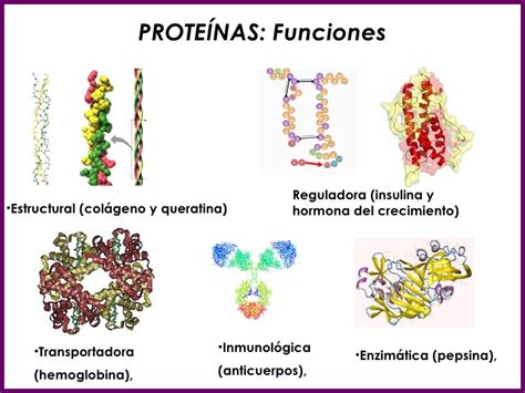 Blog @elabcnaturista | Todo sobre las Proteínas