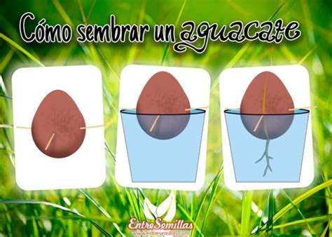 Blog Entre Semillas | Cómo sembrar una semilla de Aguacate