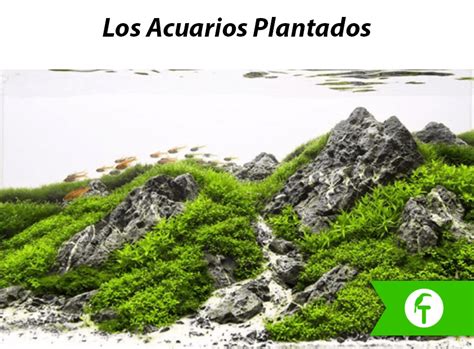 Blog   Los acuarios plantados   Tropican Mascotas