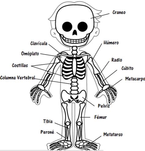 Blog Primaria: Huesos para estudiar/ Bones to study