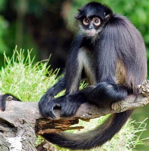 blogbipeds: Different Types of Monkeys