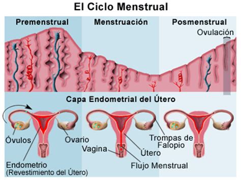 ::Blogg::~: ¿Qué es el Ciclo Menstrual?...