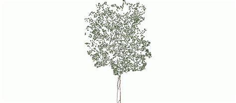 Bloques AutoCAD Gratis   Vegetación: Árbol en alzado