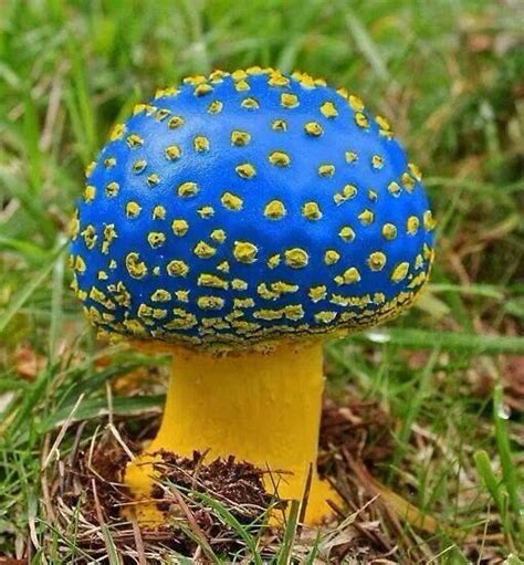 Blue Ball Mushroom | Fungus | Pinterest | Mushrooms ...