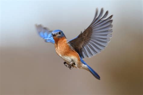 blue bird   DriverLayer Search Engine