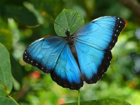 blue butterfly design
