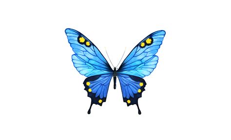 Blue Butterfly Images   Cliparts.co
