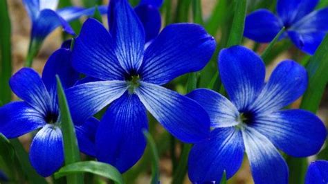 blue flowers names and pictures | ... cyanocrocus  Chilean ...