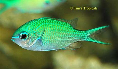 Blue Green Chromis, Chromis viridis   Tim s Tropical Fish ...