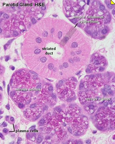 Blue Histology   Epithelia and Glands