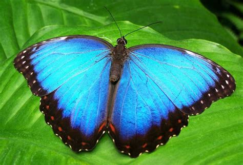 Blue Morpho Butterfly Facts, Information, Pictures & Video