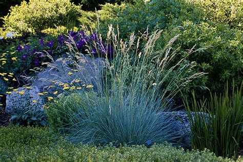 Blue Oat grass   18 30  ht.,shade to partial shade,see ...