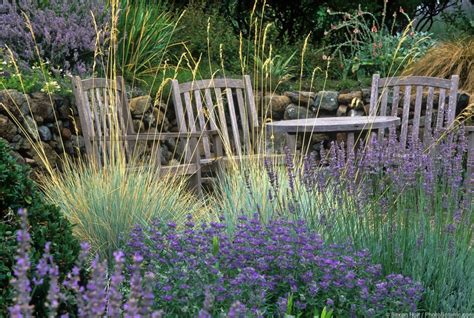 Blue oat grass | Summer Dry | Celebrate Plants in Summer ...