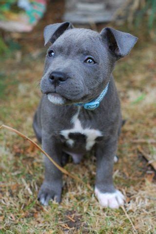 Blue Staffordshire bull terrier pup | Adorable Animals ...