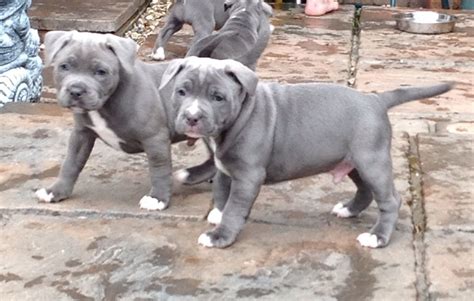Blue Staffordshire Bull Terrier Puppies | Kingswinford ...