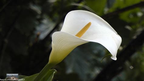 BOGAJO Salamanca: Flores blancas de Bogajo