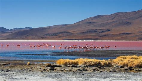 Bolivia y el espectacular color de la Laguna Colorada  FOTOS