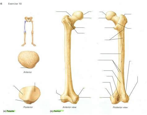Bones of the Right Knee and Thigh