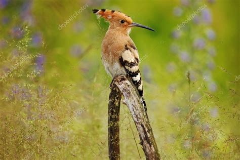 Bonito pájaro con cresta de abubilla — Foto de stock ...
