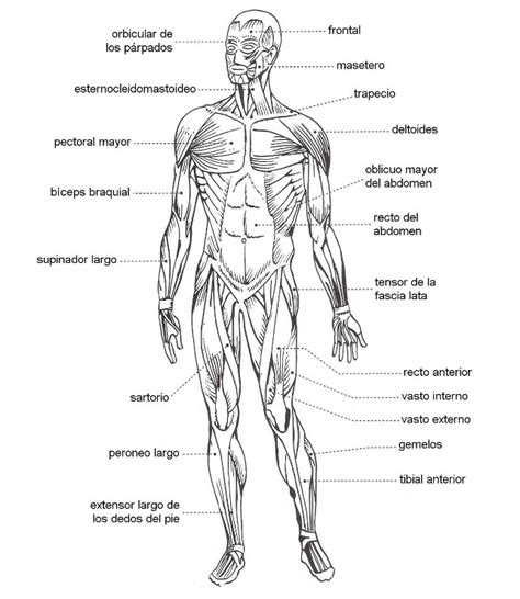 Bonito Sistema Muscular Humana Festooning   Anatomía de ...