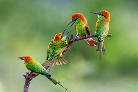 Bonitos pájaros de colores  18235