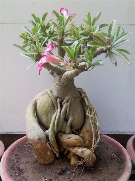 Bonsai Adenium Plant: Buy Adenium Bonsai Plants Online‎ in ...