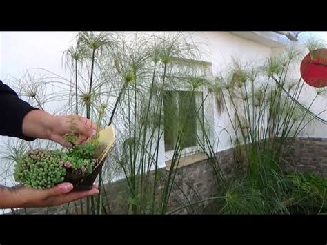 ¿Bonsai con plantas de estanque?   YouTube