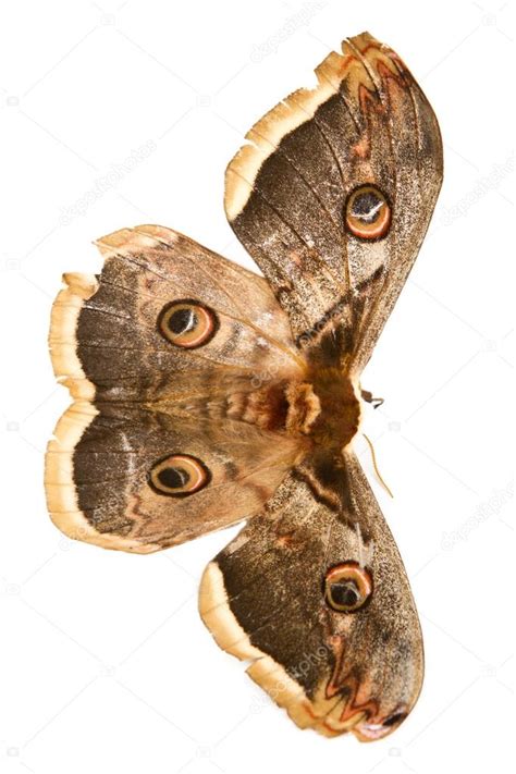 Borboleta linda mariposa gigante de seda — Fotografia de ...