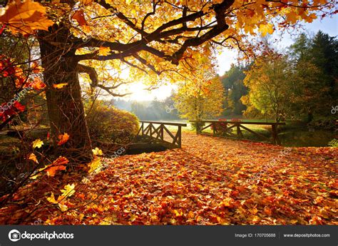 Bosque del otoño. Hermoso paisaje rural — Fotos de Stock ...