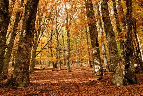 Bosques para recibir el otoño en España