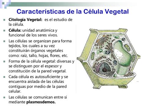 Botánica la célula vegetal