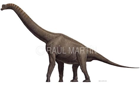 Brachiosaurus Pictures & Facts   The Dinosaur Database