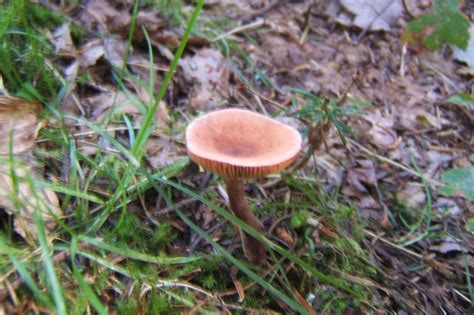 bracket fungi | nichepoetryandprose