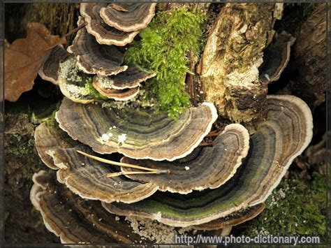bracket fungus   photo/picture definition at Photo ...