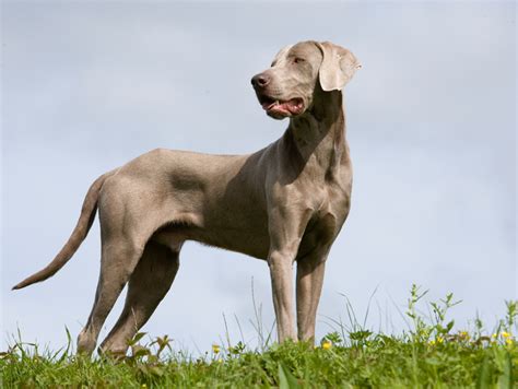 Braco de Weimar   Perros de Raza | Royal Canin