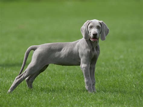 Braco de Weimar   Perros de Raza | Royal Canin
