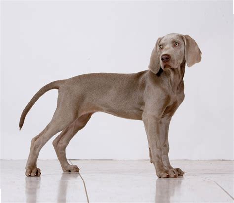 Braco de Weimar | Raças de cães | Royal Canin