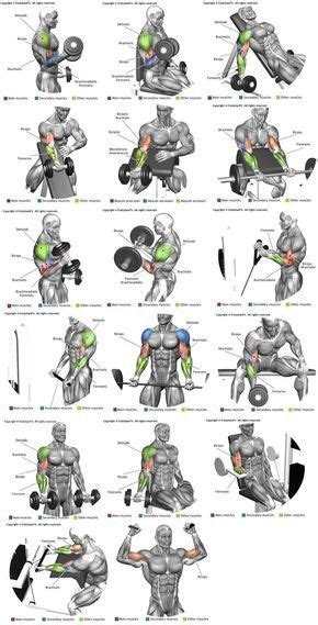 Braços  bíceps  | Chest workouts | Pinterest | Ejercicios ...