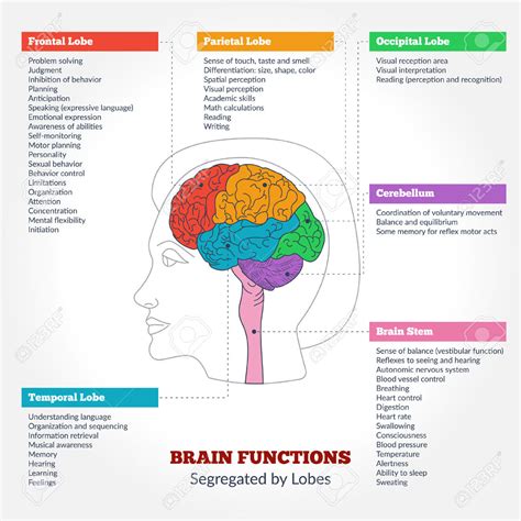 Brain Structure And Function Diagram   Anatomy Body List