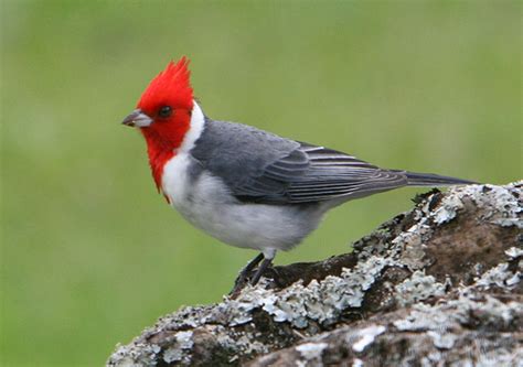 Brazilian Red Cap Cardinal Happy Feathery Friday! | Happy ...