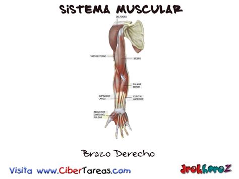 Brazo Derecho – Sistema Muscular | CiberTareas