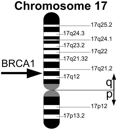 BRCA1   Wikipedia, la enciclopedia libre