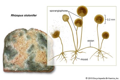 bread mold: Rhizopus stolonifer    Kids Encyclopedia ...