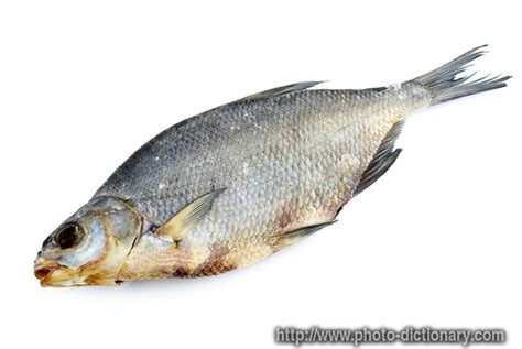 bream fish   photo/picture definition at Photo Dictionary ...