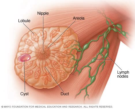 Breast cysts Disease Reference Guide Drugs.com