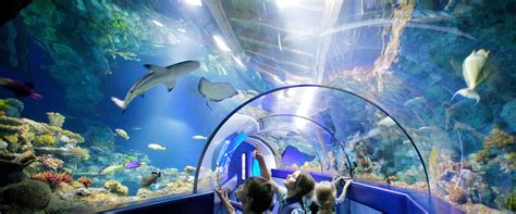Bristol Aquarium | Bristol s biggest aquarium